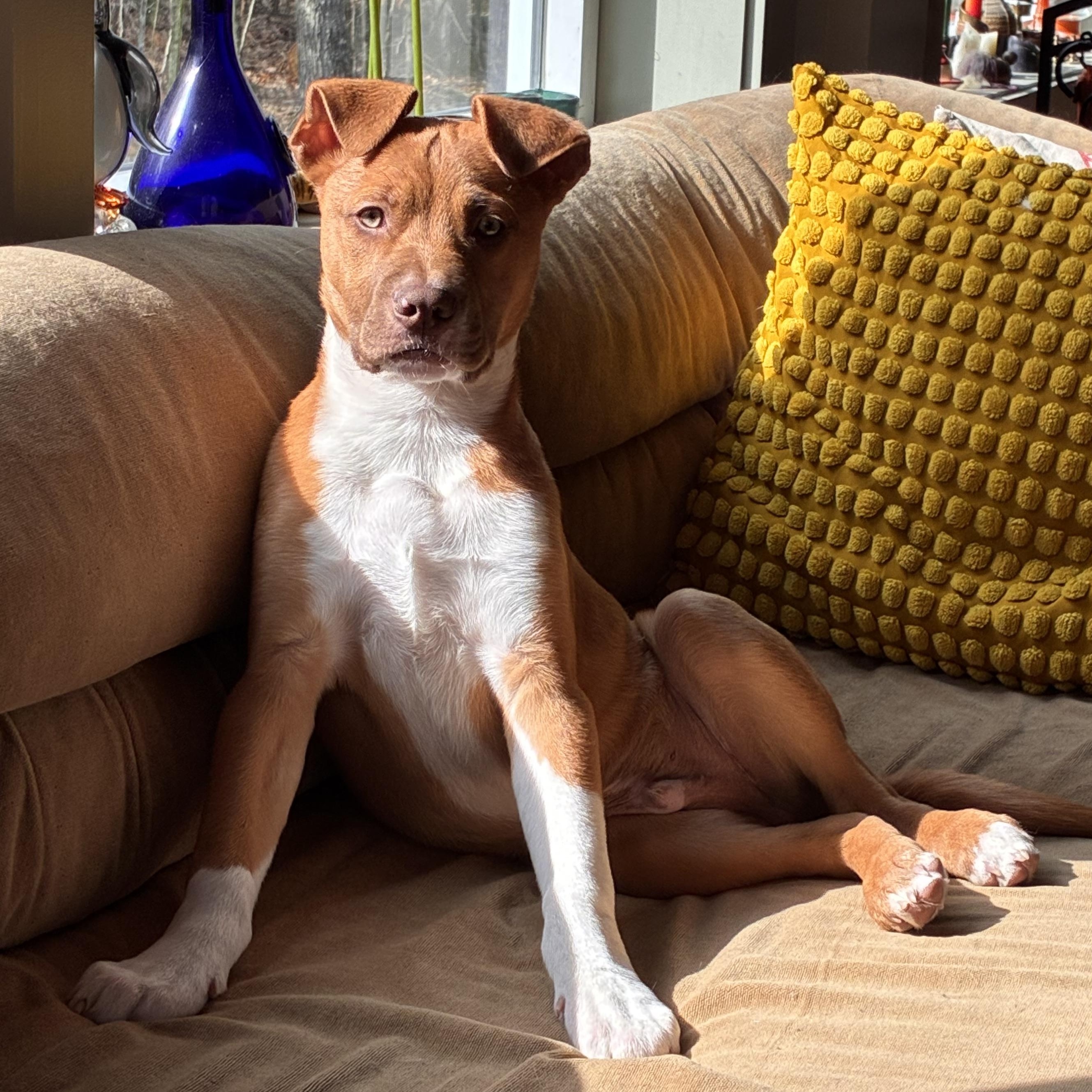 Enlarge Neutron Star, a Adoptable mixed breed in Portland, ME image 1/6