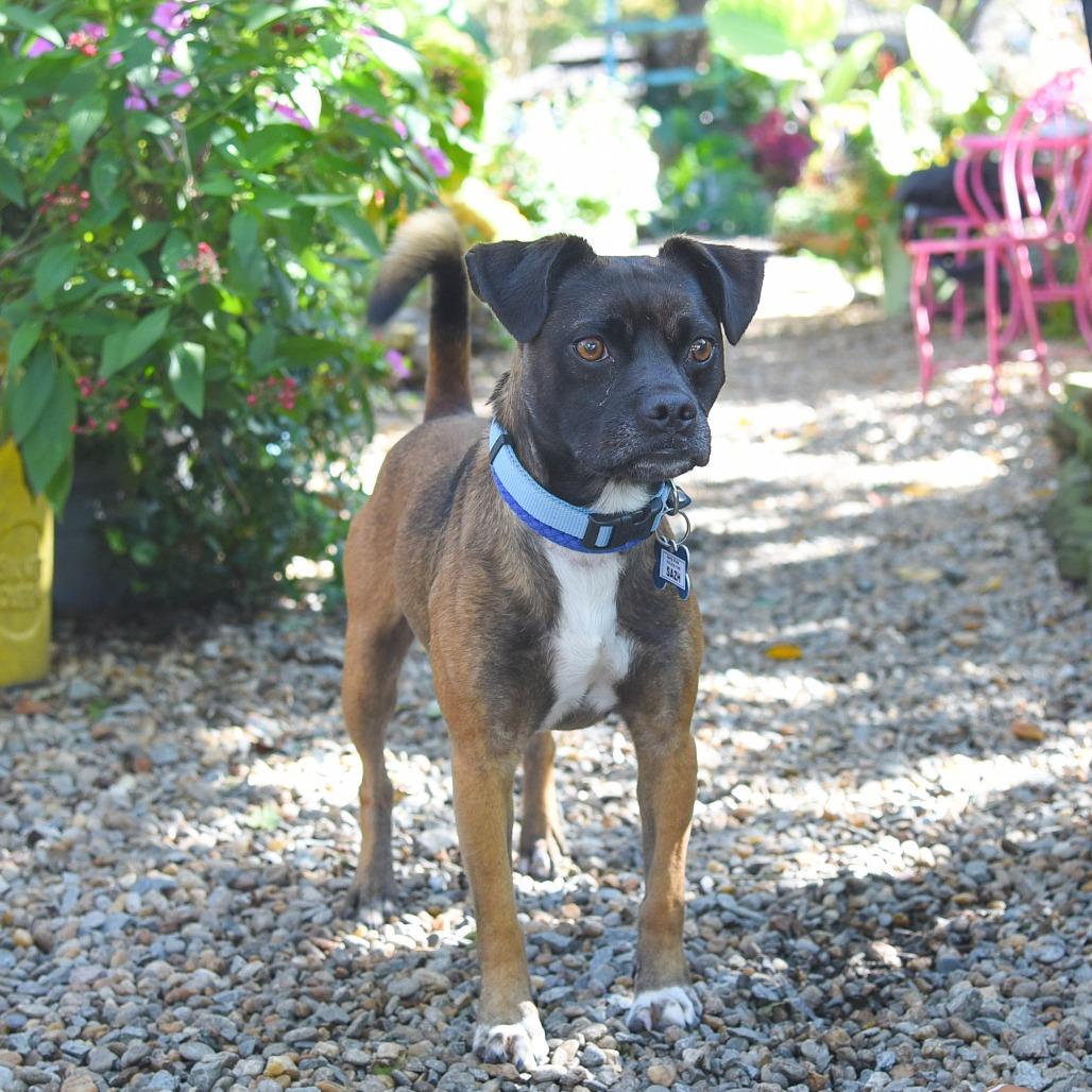 Sazh, Adoptable, Adult Male Feist & Pug.