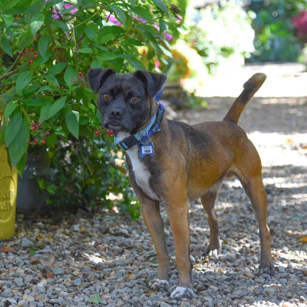 Enlarge Sazh, a Adoptable mixed breed in Wake Forest, NC image 2/6