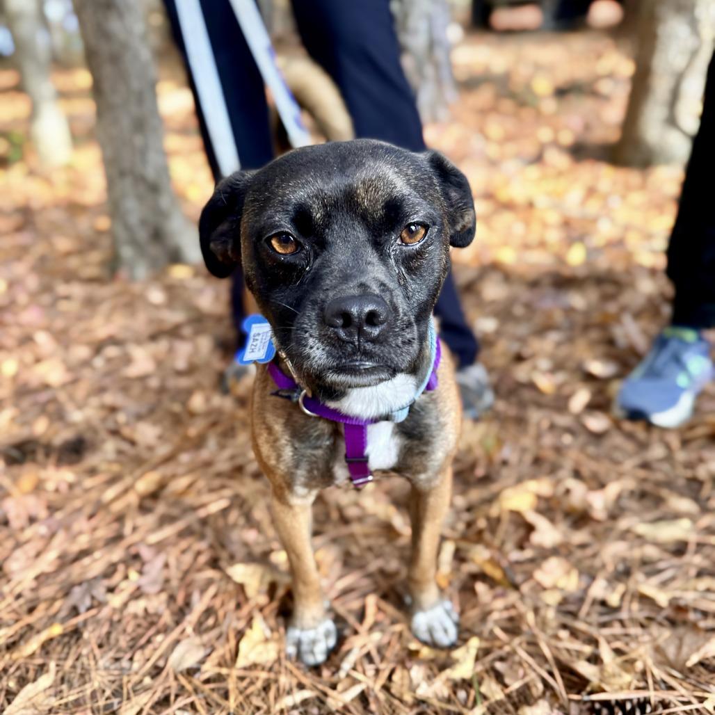 Enlarge Sazh, a Adoptable mixed breed in Wake Forest, NC image 3/6