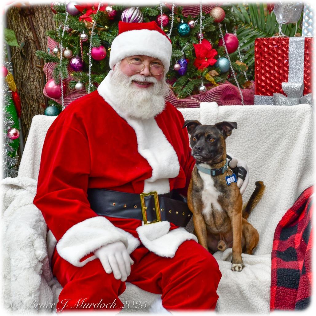 Enlarge Sazh, a Adoptable mixed breed in Wake Forest, NC image 4/6