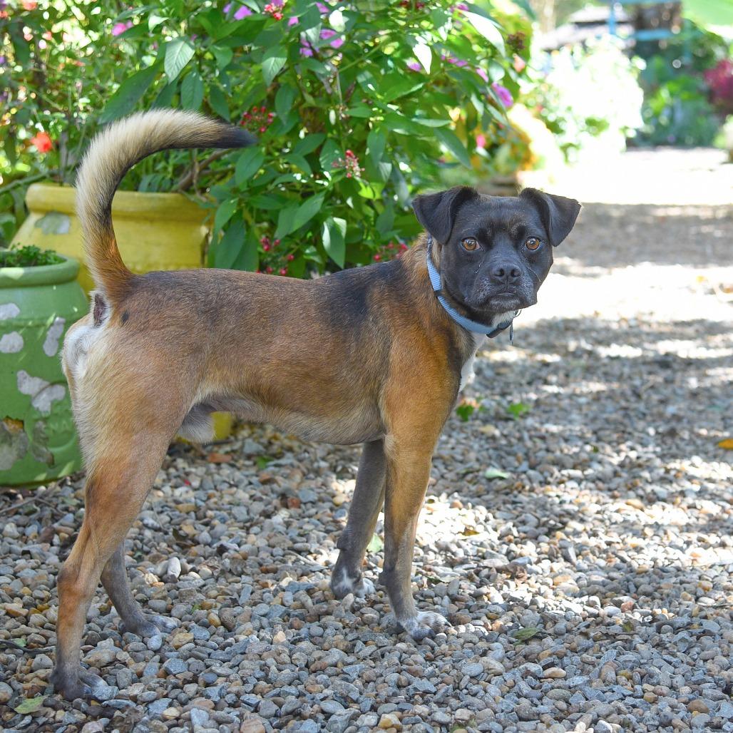 Enlarge Sazh, a Adoptable mixed breed in Wake Forest, NC image 5/6