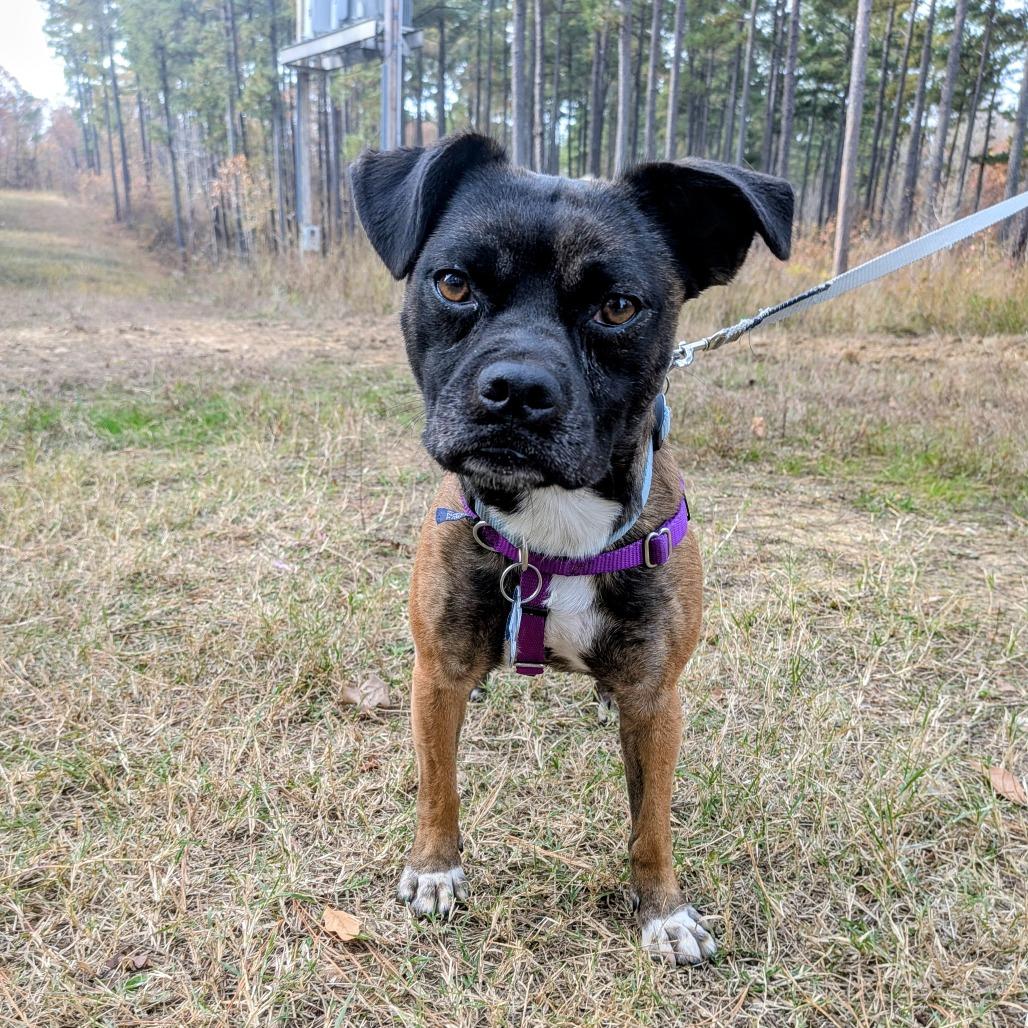 Enlarge Sazh, a Adoptable mixed breed in Wake Forest, NC image 6/6