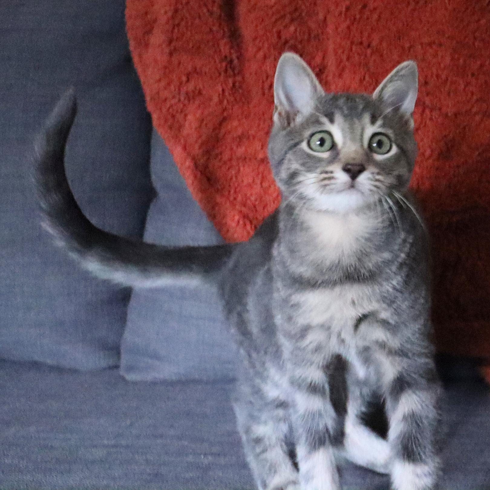 Tarragon (Bonded with Coriander), Adopted, Kitten Male Domestic Short Hair.