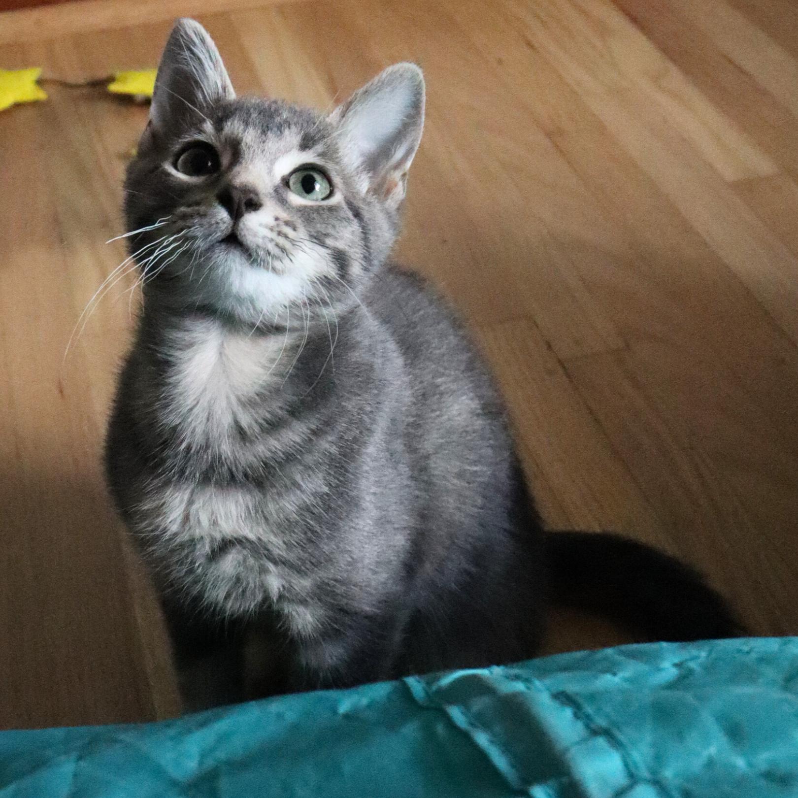 Enlarge Tarragon (Bonded with Coriander), a Adopted mixed breed in Nashville, TN image 2/5