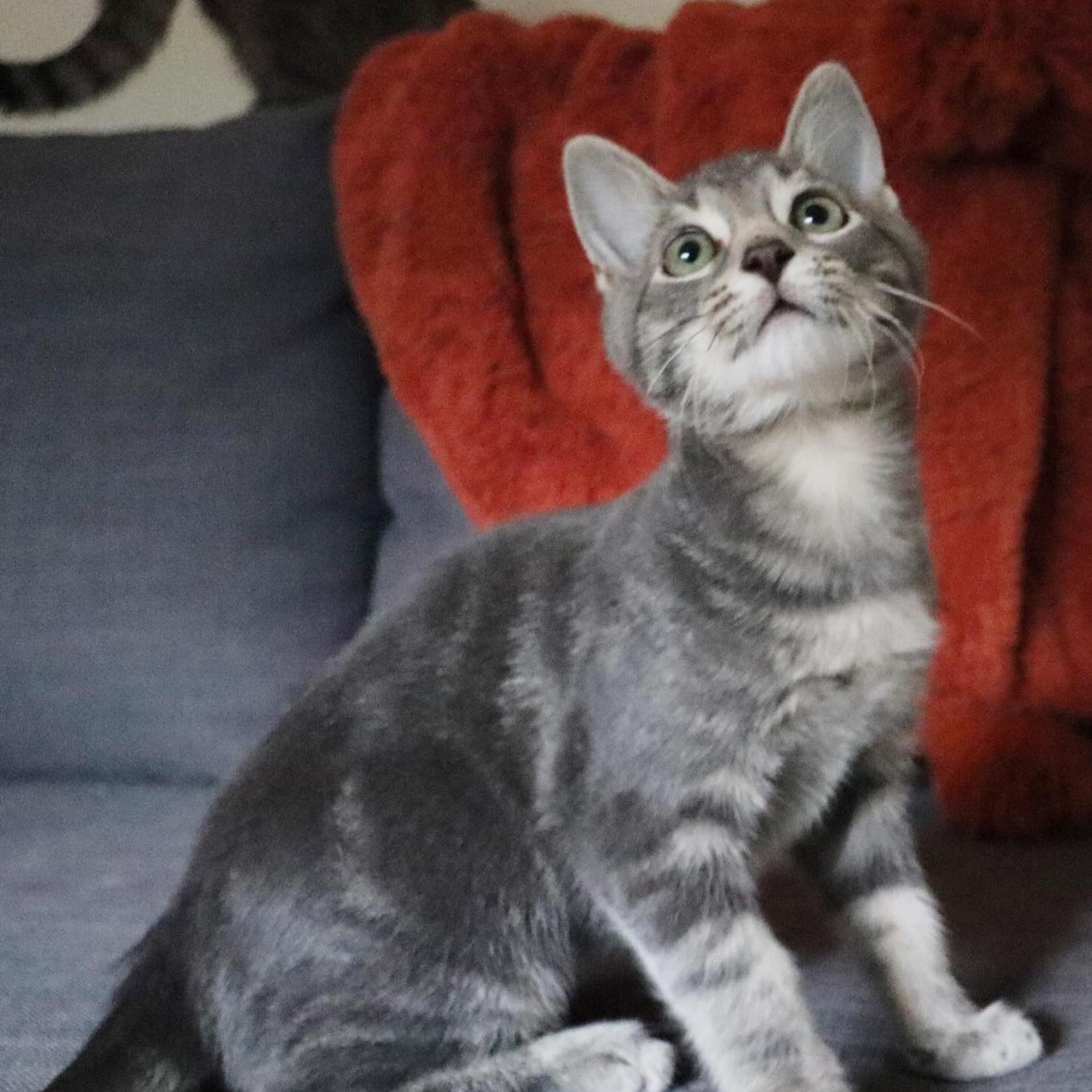 Enlarge Tarragon (Bonded with Coriander), a Adopted mixed breed in Nashville, TN image 4/5