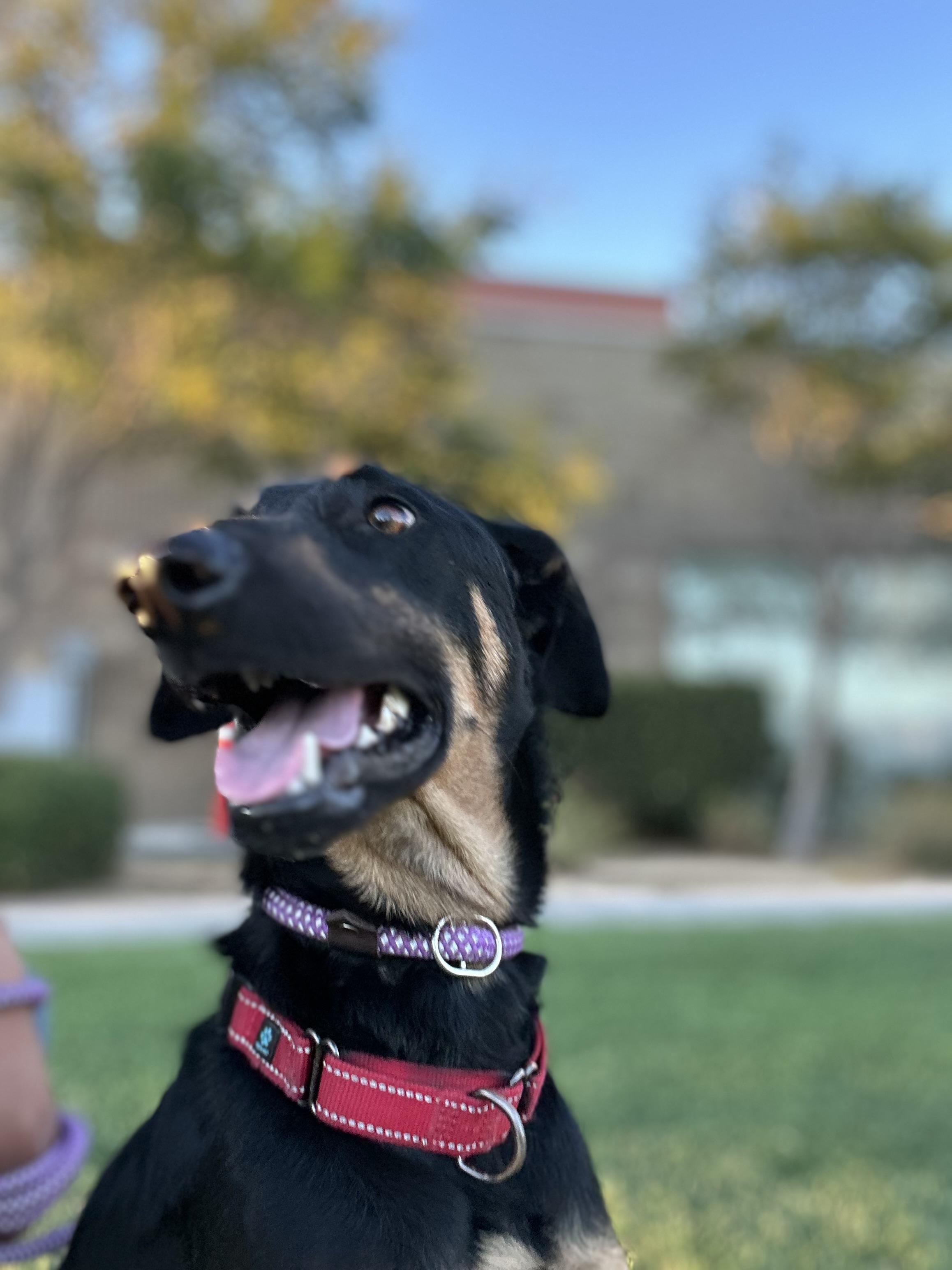 Malina, Adoptable, Young Female Doberman Pinscher.