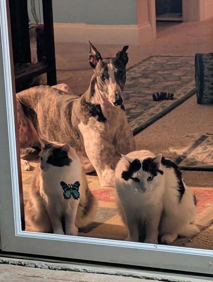 Enlarge Kiki, a Adoptable Domestic Medium Hair in Woodbridge, VA image 1/6