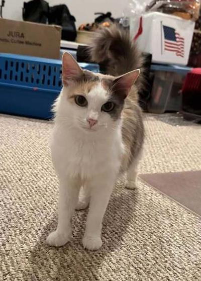 Kiki, Adoptable, Adult Female Domestic Medium Hair.