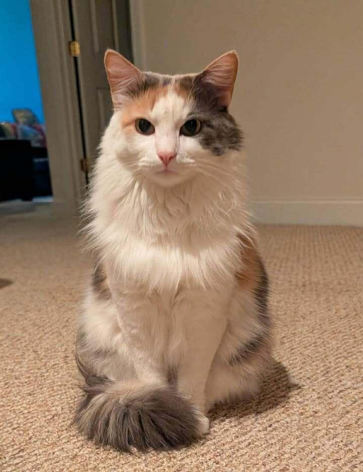 Enlarge Kiki, a Adoptable Domestic Medium Hair in Woodbridge, VA image 3/6