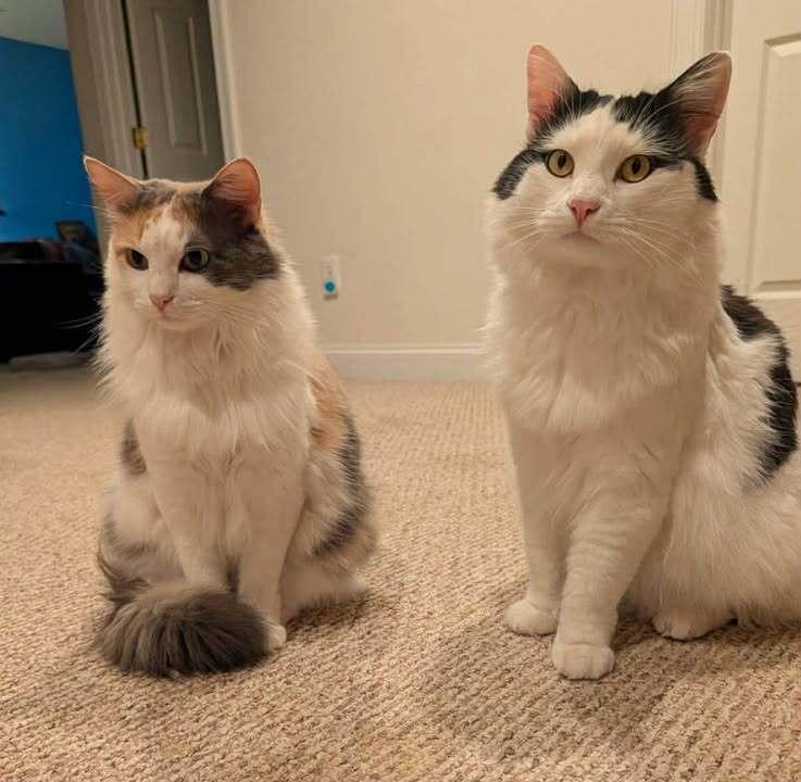 Enlarge Kiki, a Adoptable Domestic Medium Hair in Woodbridge, VA image 4/6