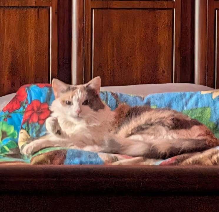 Enlarge Kiki, a Adoptable Domestic Medium Hair in Woodbridge, VA image 5/6