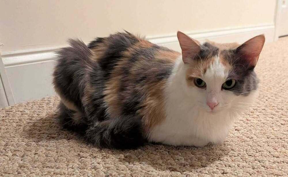 Enlarge Kiki, a Adoptable Domestic Medium Hair in Woodbridge, VA image 2/2