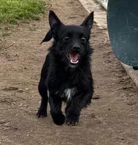 Melody, Adoptable, Young Female Chihuahua & Terrier.