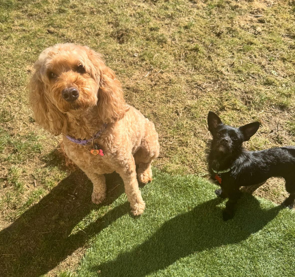 Enlarge Melody, a Adoptable mixed breed in Bothell, WA image 2/3