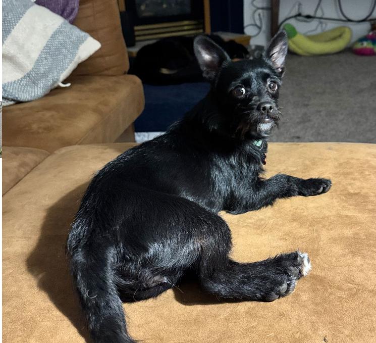 Enlarge Melody, a Adoptable mixed breed in Bothell, WA image 3/3