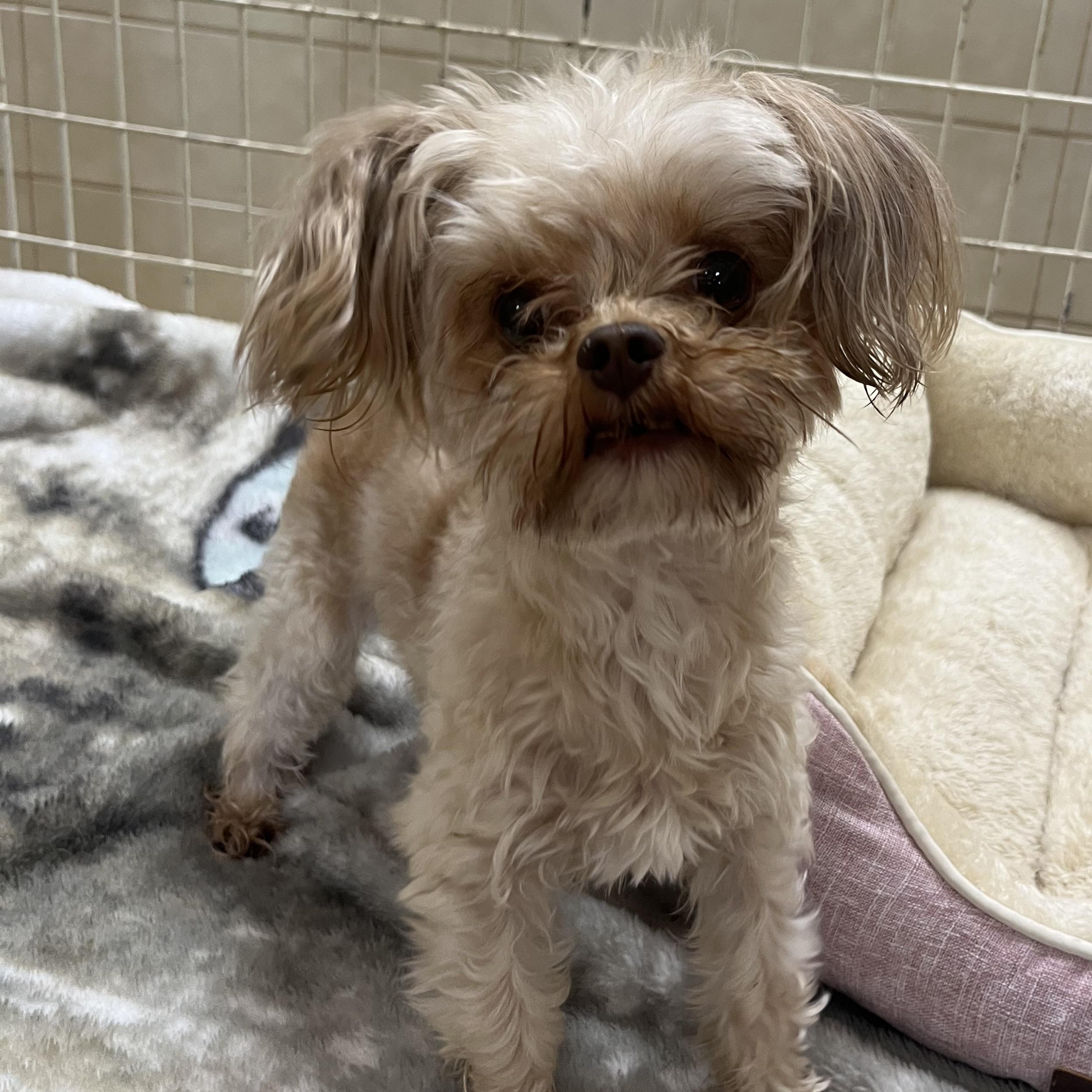 Chip, Adult Male unknown