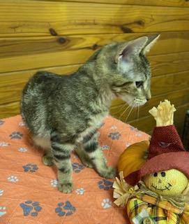 Aika - beautiful tri colored marble tabby as sweet as can be