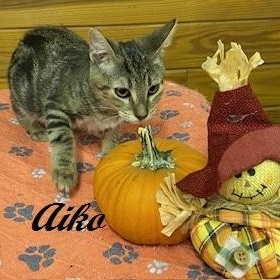 Aika - beautiful tri colored marble tabby as sweet as can be