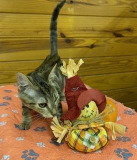 Aika - beautiful tri colored marble tabby as sweet as can be