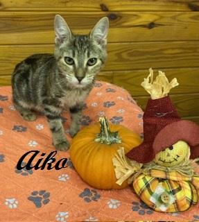 Aika - beautiful tri colored marble tabby as sweet as can be