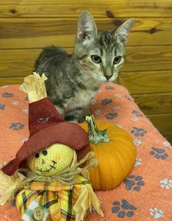 Aika - beautiful tri colored marble tabby as sweet as can be