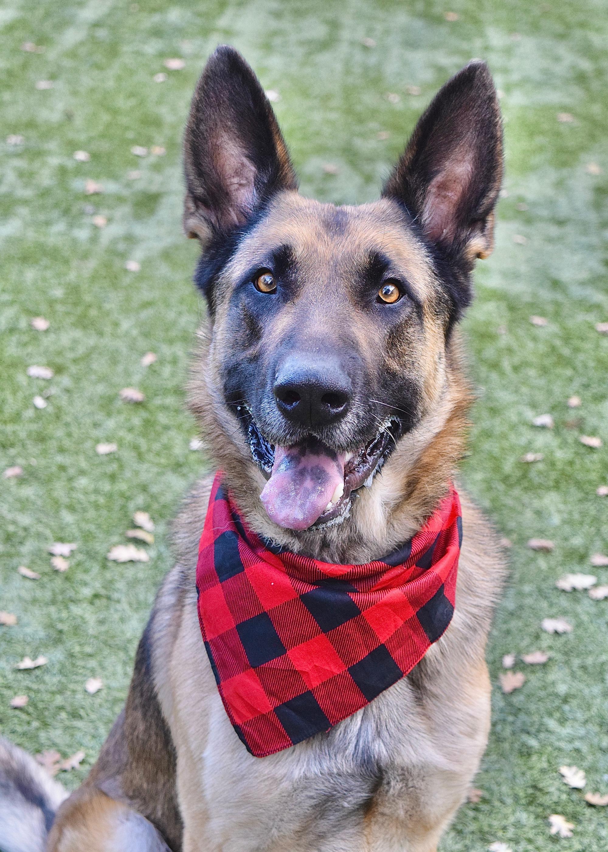 Enlarge Spencer, a ADOPTABLE German Shepherd Dog in Dublin, CA image 1/2