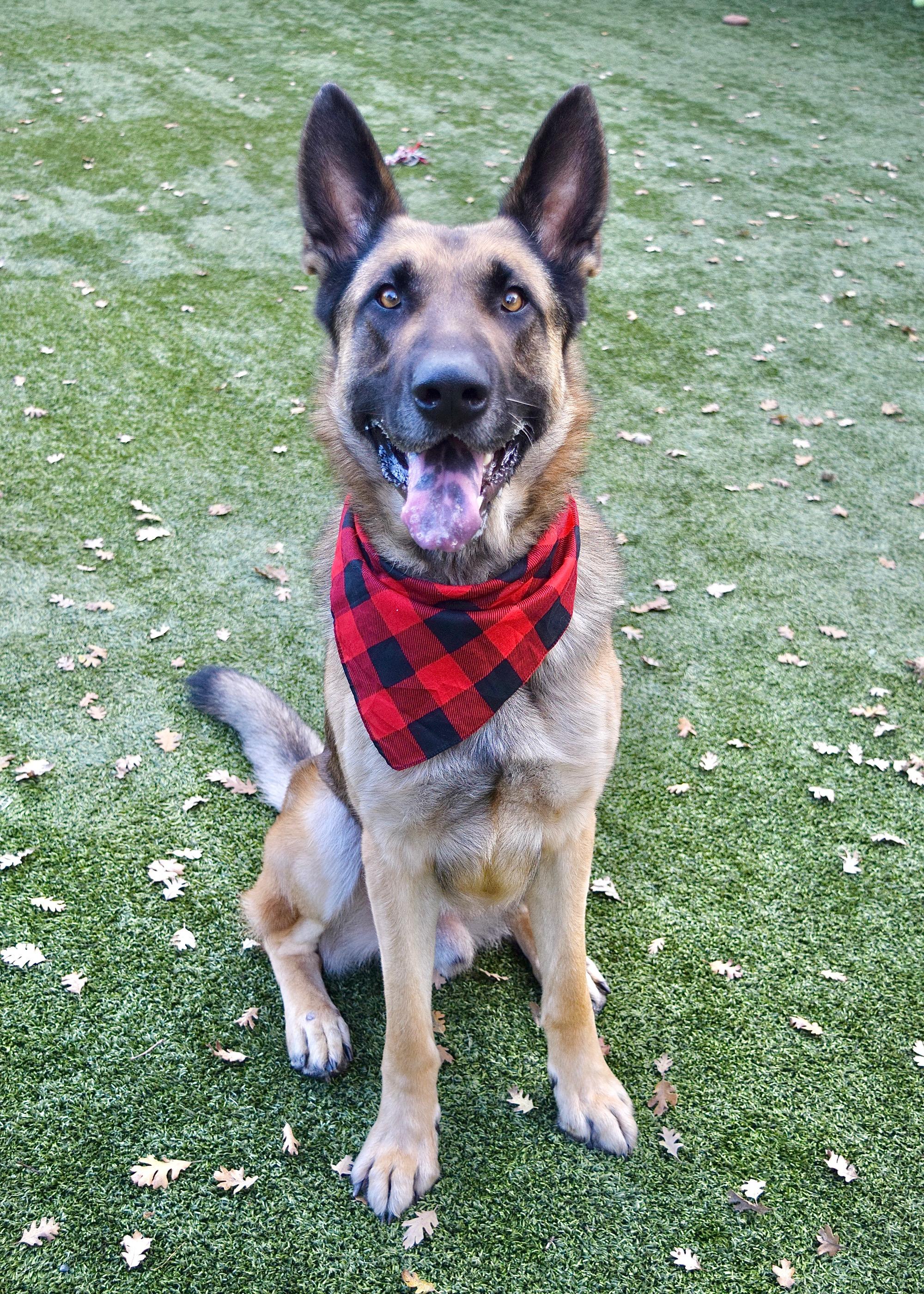 Enlarge Spencer, a ADOPTABLE German Shepherd Dog in Dublin, CA image 2/2