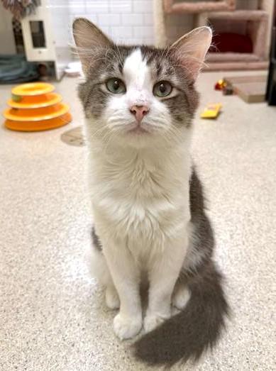 JACK, Adoptable, Young Male Domestic Short Hair.