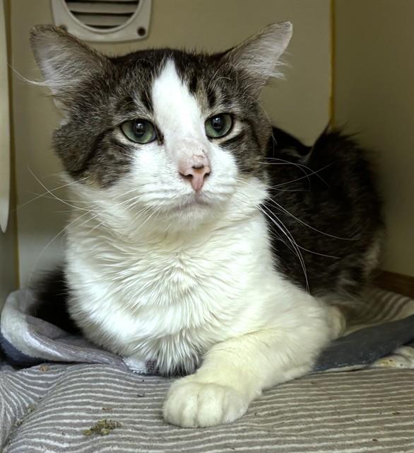 JACK, Adoptable, Young Male Domestic Short Hair.