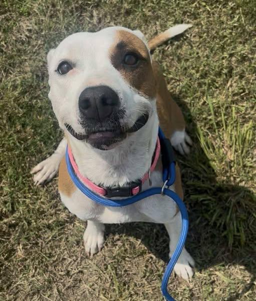 Winnie, a Adoptable mixed breed in Okemah, OK image 1/6