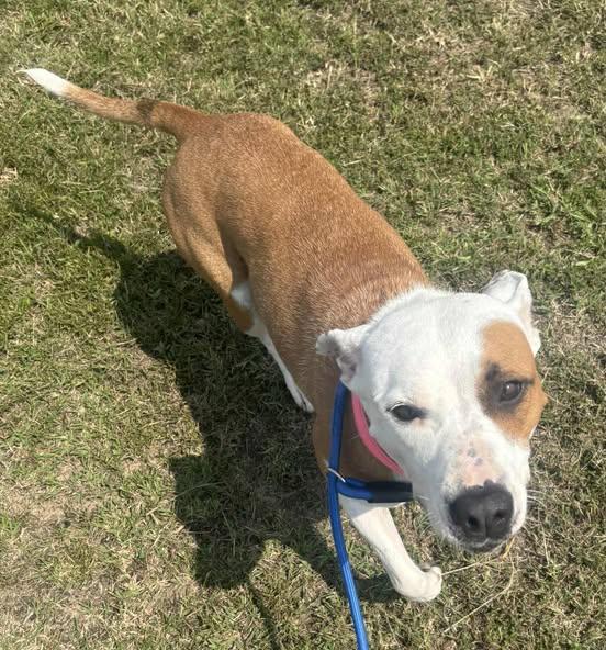 Winnie, a Adoptable mixed breed in Okemah, OK image 2/6