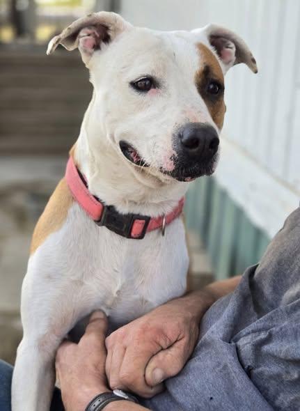 Winnie, a Adoptable mixed breed in Okemah, OK image 3/6