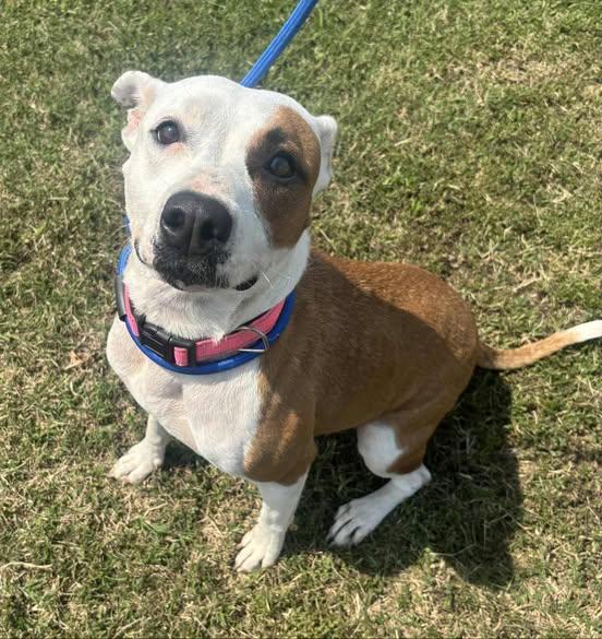 Winnie, a Adoptable mixed breed in Okemah, OK image 4/6