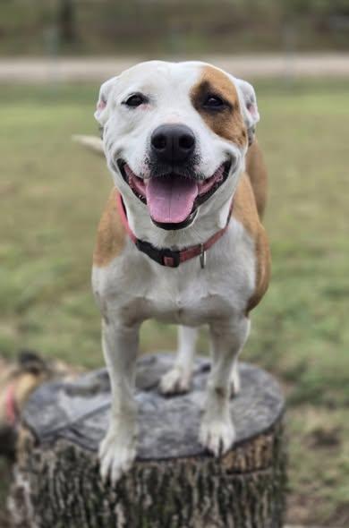 Winnie, a Adoptable mixed breed in Okemah, OK image 5/6