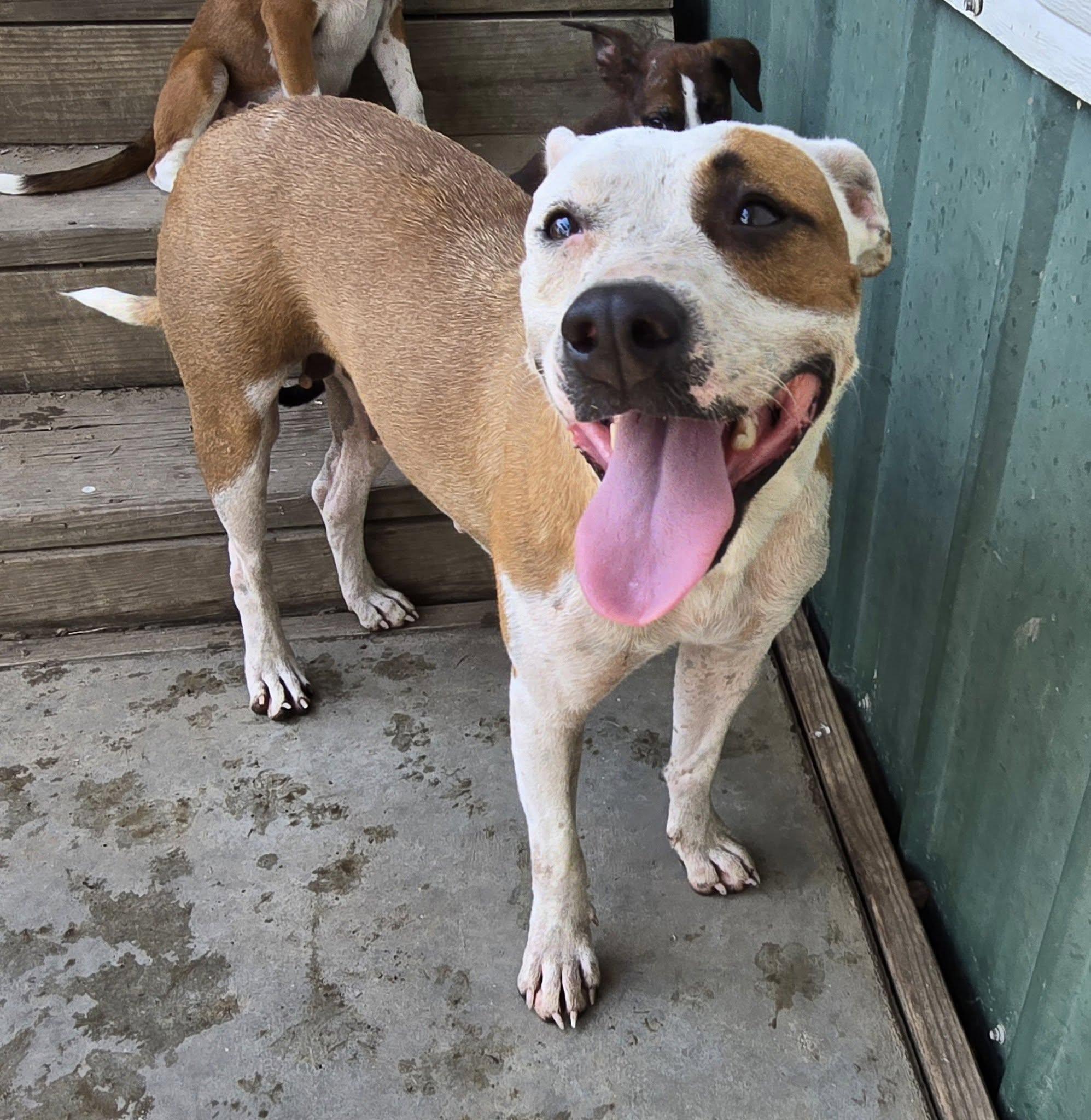 Winnie, a Adoptable mixed breed in Okemah, OK image 6/6