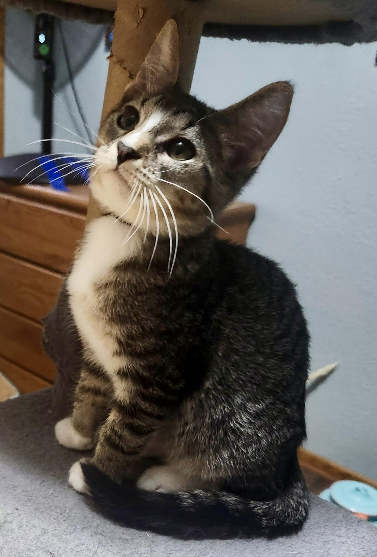 Wesley, Adoptable, Kitten Male Domestic Short Hair.