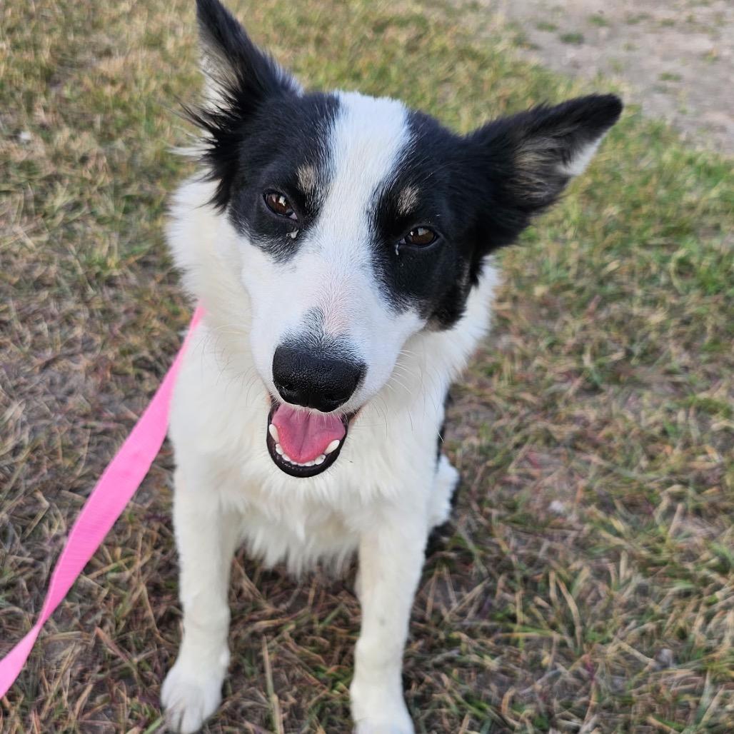 Paloma, Adoptable, Adult Female Border Collie.