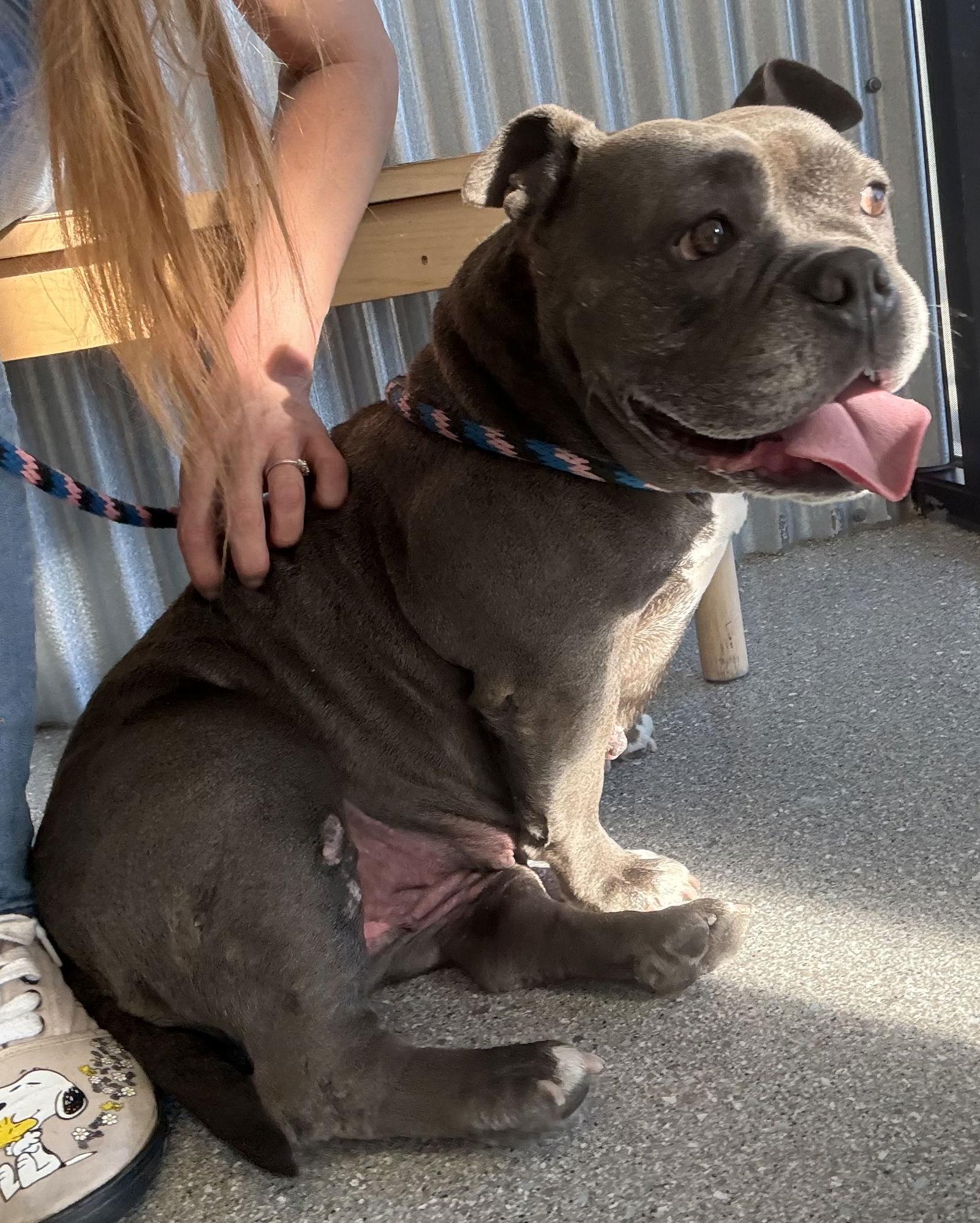 Sasha, Adoptable, Adult Female American Bulldog.