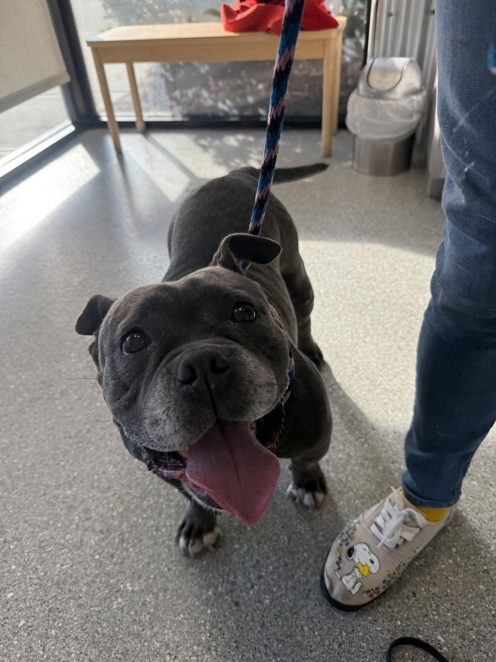 Enlarge Sasha, a Adoptable American Bulldog in Sanford, FL image 2/3