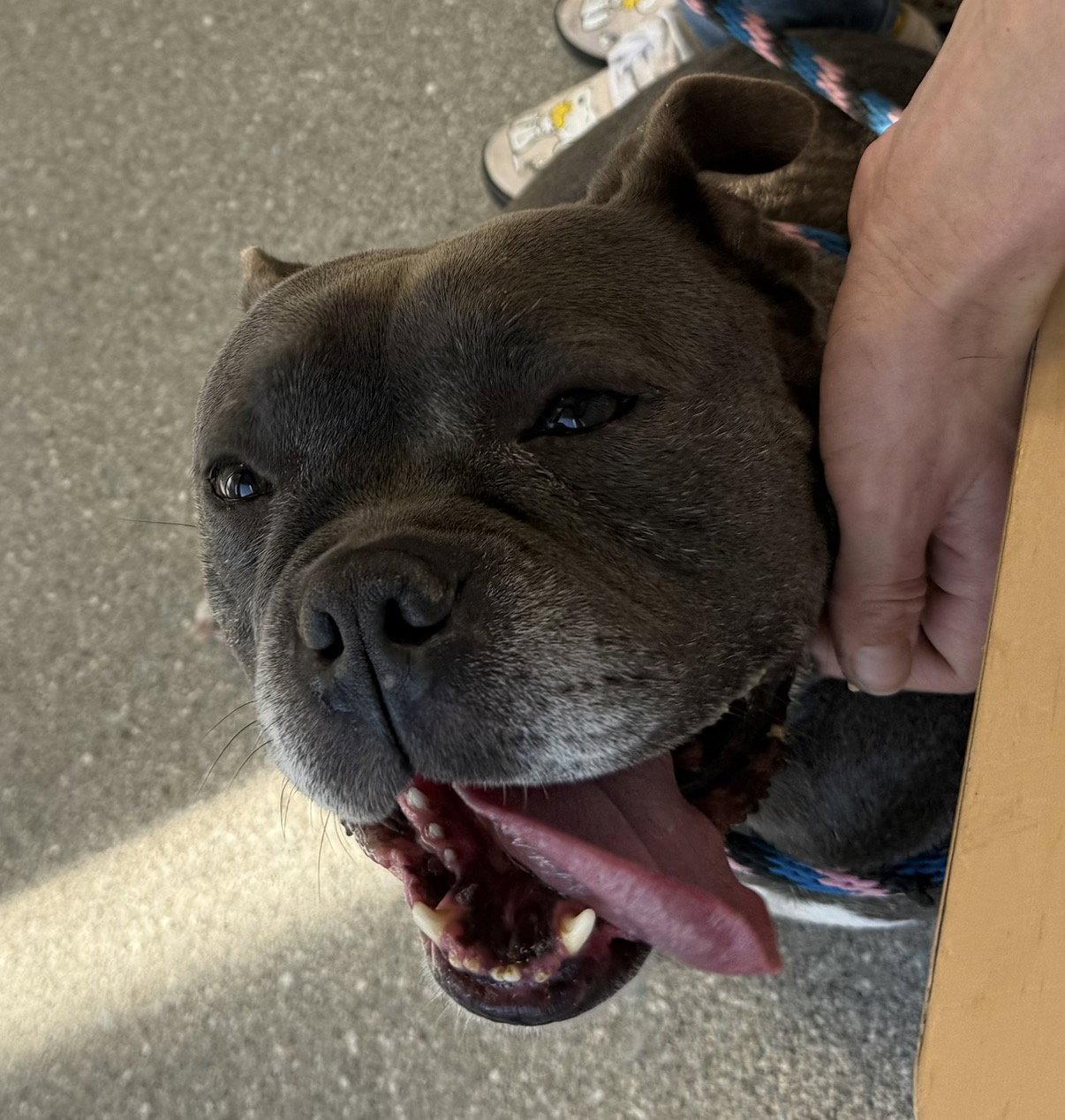 Sasha, Adoptable, Adult Female American Bulldog.