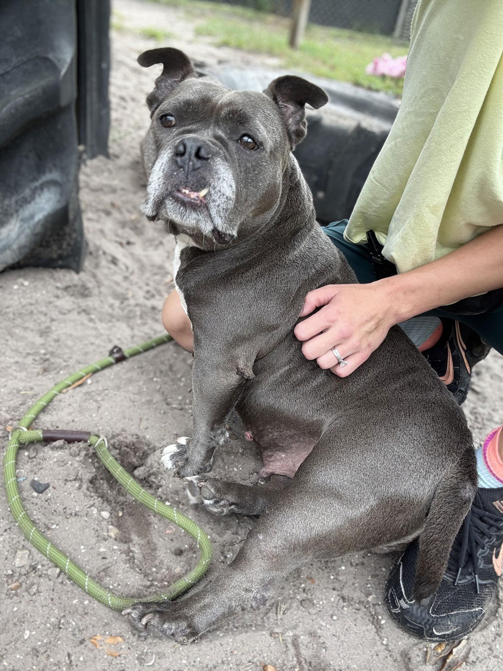 Enlarge Sasha, a Adoptable American Bulldog in Sanford, FL image 1/3