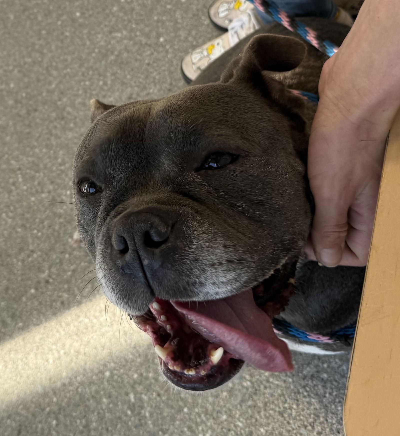 Enlarge Sasha, a Adoptable American Bulldog in Sanford, FL image 2/3