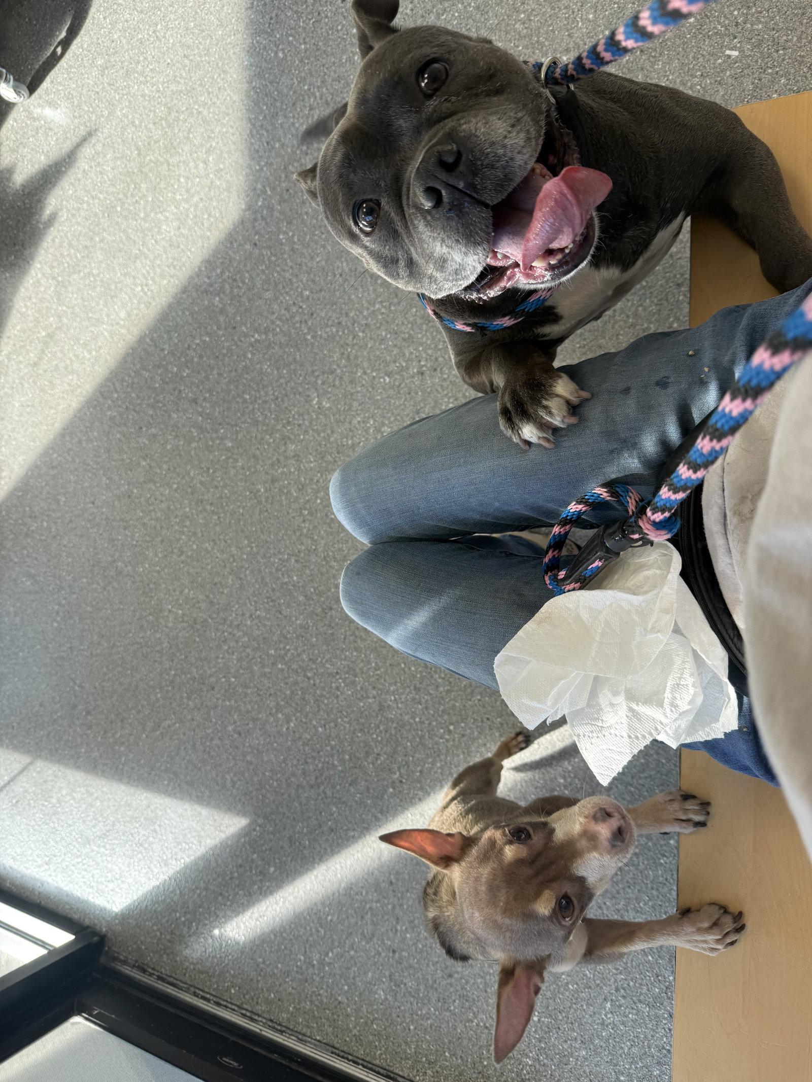 Sasha, a Adoptable American Bulldog in Sanford, FL image 3/3