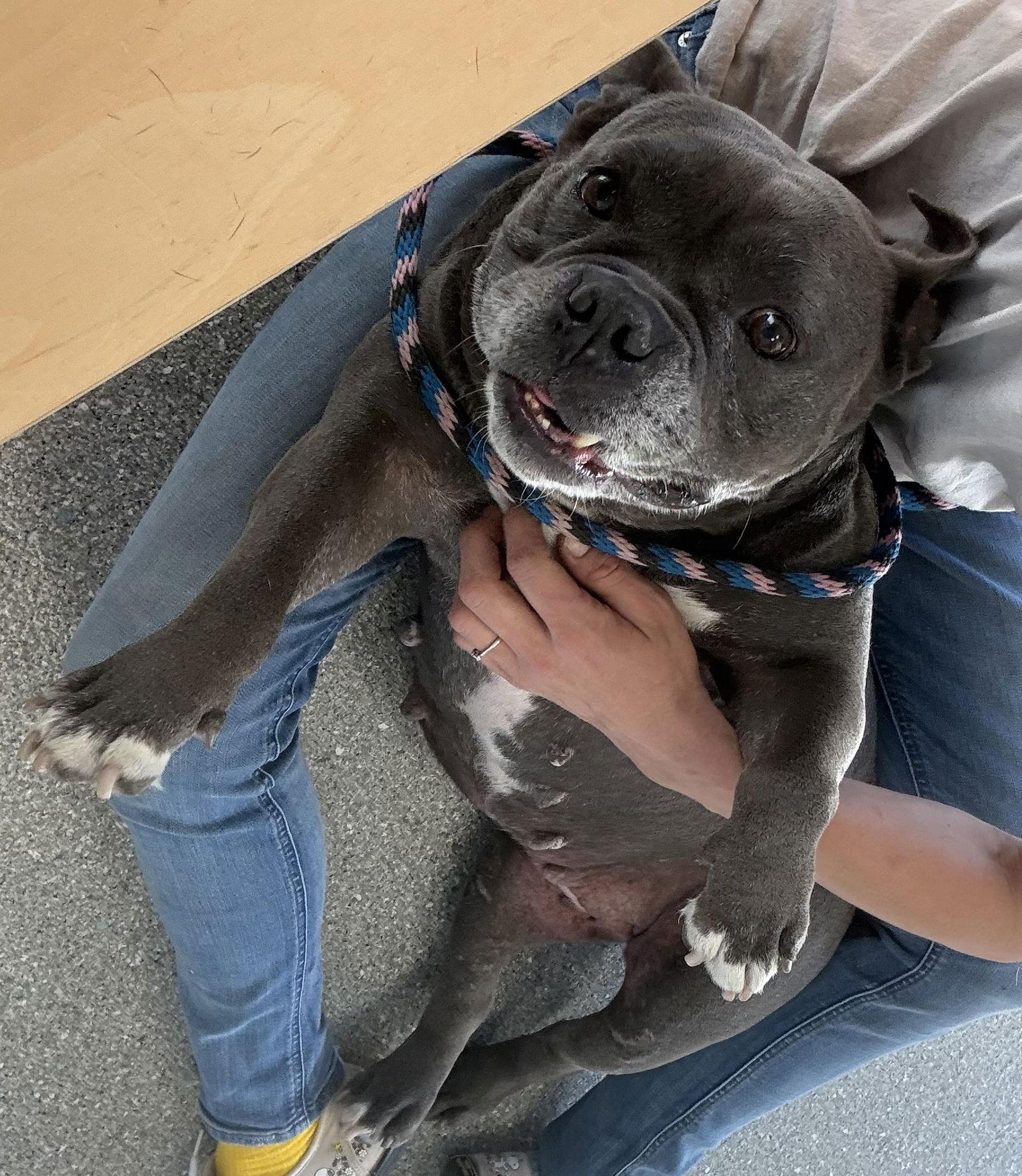 Enlarge Sasha, a Adoptable American Bulldog in Sanford, FL image 3/3