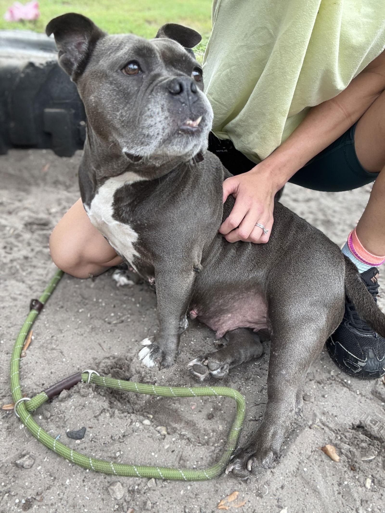 Enlarge Sasha, a Adoptable American Bulldog in Sanford, FL image 2/3