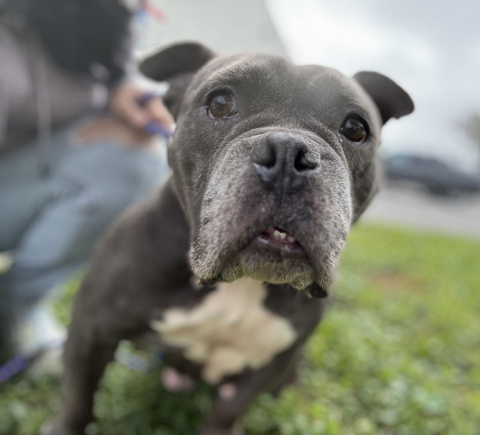 Enlarge Sasha, a Adoptable American Bulldog in Sanford, FL image 3/3