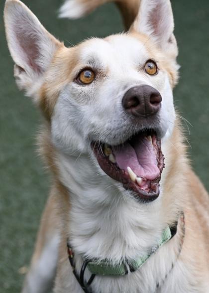 Enlarge Hickory, a Adoptable mixed breed in Madison, NJ image 1/3