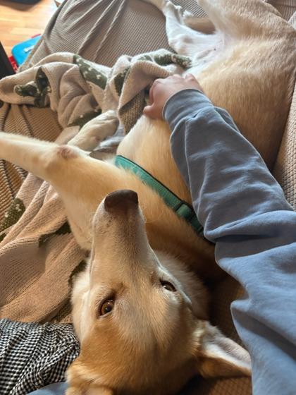Enlarge Hickory, a Adoptable mixed breed in Madison, NJ image 2/3