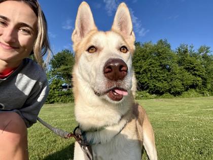 Enlarge Hickory, a Adoptable mixed breed in Madison, NJ image 3/3